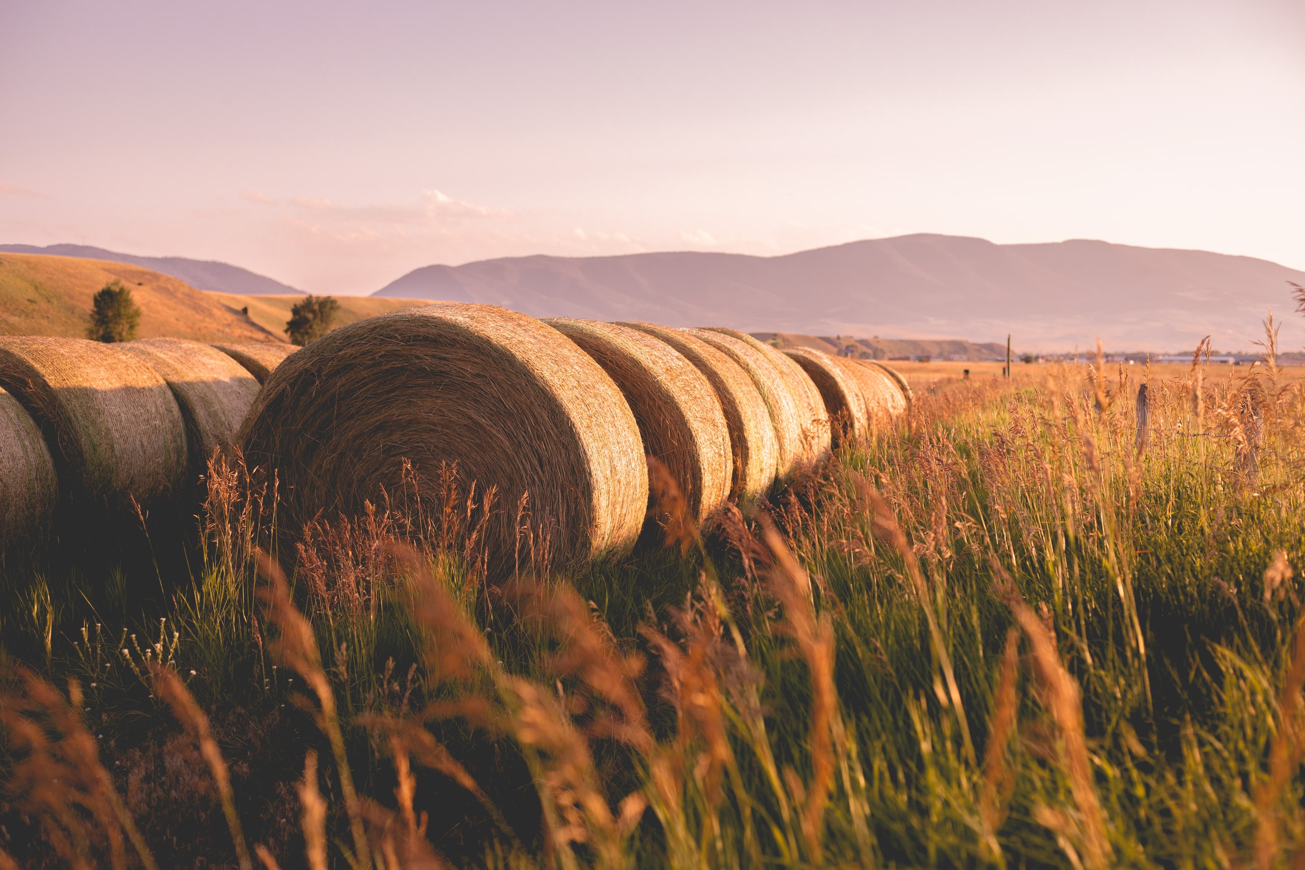 Hay bales in field during sunset in Livingston, Montana